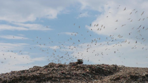 Закриват сметището във Въглен