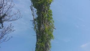 Премахват опасни тополи в Горна Оряховица