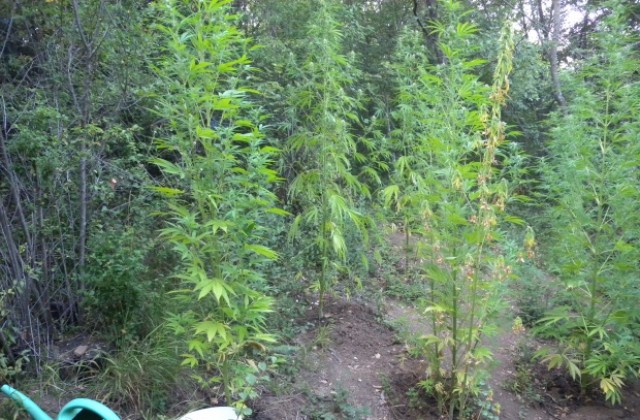 Полицаи разкриха нива и лаборатория за канабис в Лозно