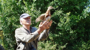 Над 3700 фазанчета разселиха горнооряховските ловци