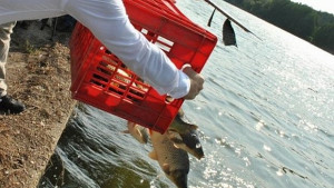 Върнаха в язовир Стойковци незаконно уловена риба
