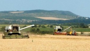 470 кг от декар е средният добив на пшеница в