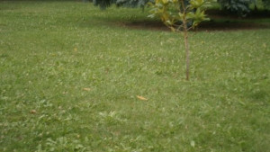 Денонощен патрул ще следи за сигурността в столицата