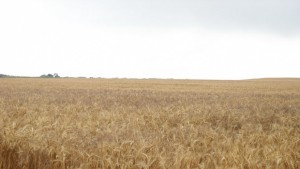 Греков До края на годината ще изплатим част от субсидиите