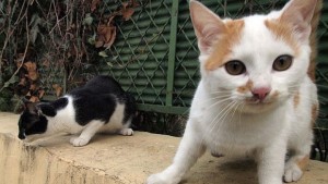 Около 30 000 котки скитат по столичните улици