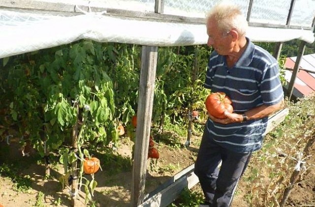 Родопчанин отгледа домат гигант