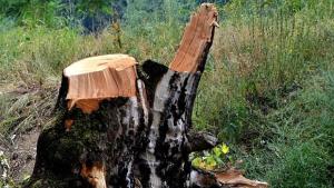 Дърво уби 10годишно дете