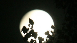 В очакване на звезден дъжд тази нощ