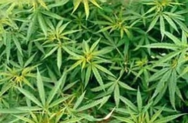 Откриха килограми марихуана в селата Мeрданя и Вързилковци