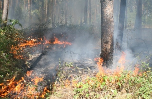 7500 дка са изгорели при пожара край Лесово