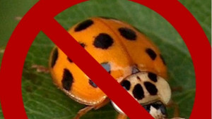 Нямало кадрова чистка сменяли калинки