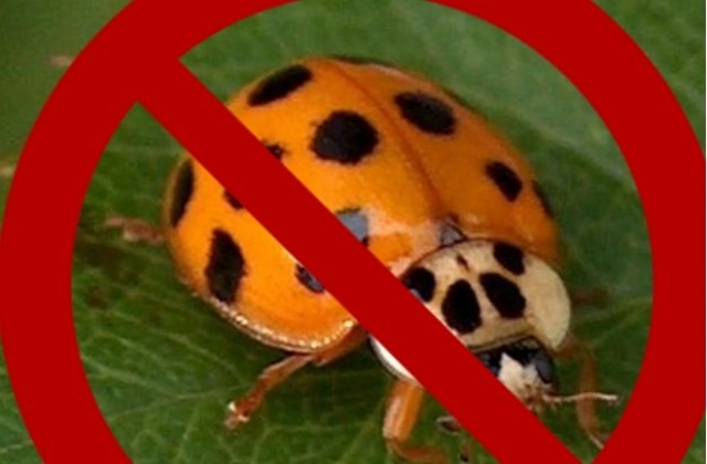 Нямало кадрова чистка, сменяли калинки