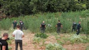 Откриха близо 8 тона канабис в ниви край петричко село