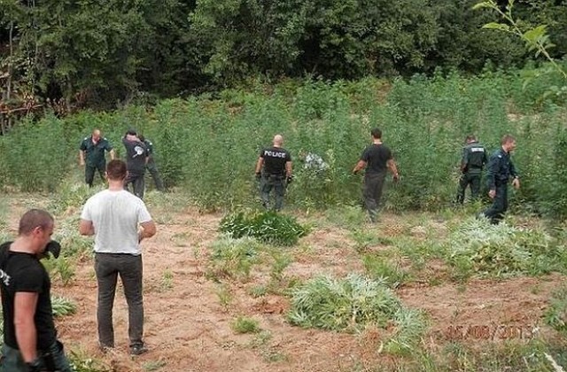 Откриха близо 8 тона канабис в ниви край петричко село