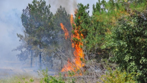 Голям пожар в гора между варненски села