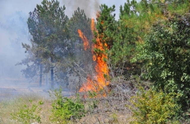 Голям пожар в гора между варненски села