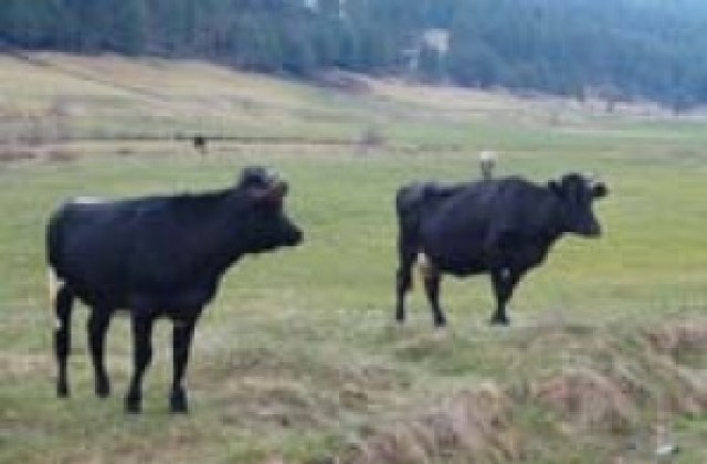 Убиха две крави и един бик с ловна пушка