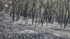 Пожарът в Остра могила е възникнал отново