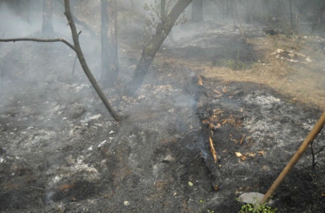 Пожари в Старозагорско изпепелиха горски масиви, треви и храсти