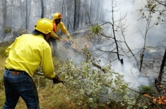 Локализиран е пожарът в парк Боровец в Ямбол