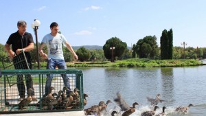 Нова атракция на езерото Загорка