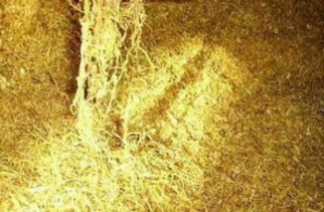 Полицаи иззеха незаконен тютюн от група търговци от Буковлък