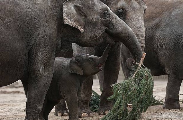 Слоница сама избра име за бебето си