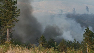 Над 300 дка гора изгоряха при пожар край село Щърково