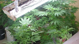 Оранжерия за наркотици в дома на 35годишна от с Узунджово