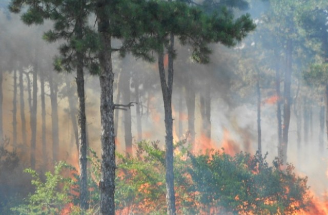 Над 700 горски служители участвали в гасенето на пожари през последните дни