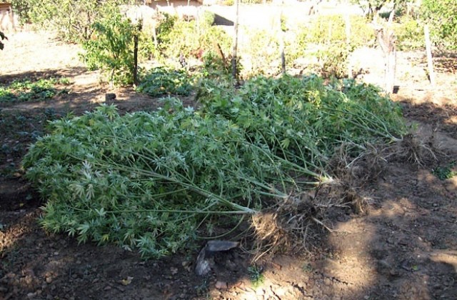 Полицаи разкриха плантация с канабис в Гривица