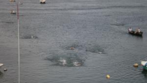 8годишно дете преплува Дунав при Силистра