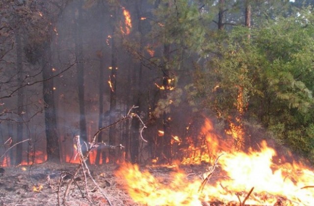 Как да действаме при горски пожари припомнят от пожарната