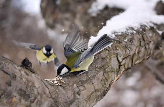 Изложба с фотографии на диви пойни птици гостува в Добрич