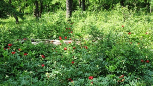 Екоминистерството обяви конкурс за опазване на биологичното разнообразие