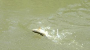 Непречистени отпадъчни води изморили рибата в Янтра