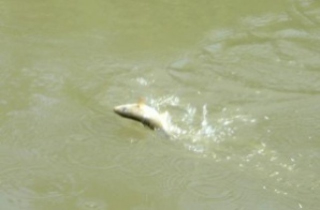 Непречистени отпадъчни води изморили рибата в Янтра