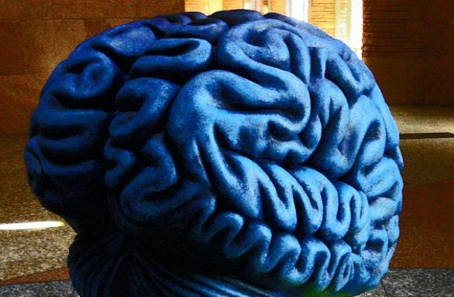 Учени отгледаха миниатюрни мозъци в лаборатория
