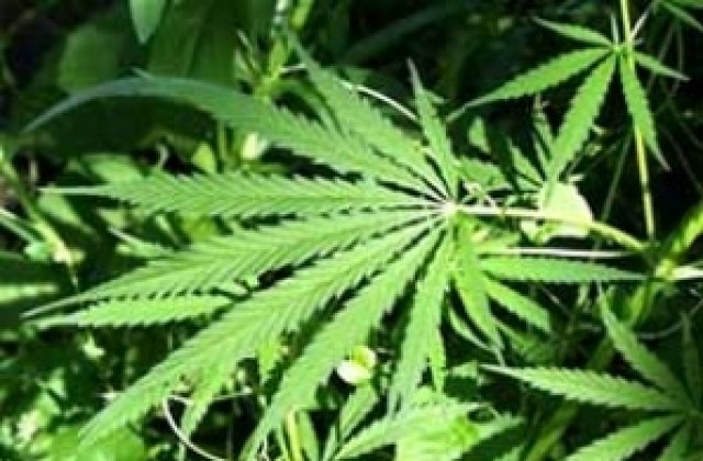 Ученик от Пазарджик е задържан с марихуана в Стрелча