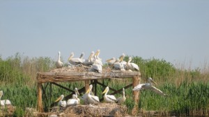 Завърши гнездовият период на пеликаните в Сребърна