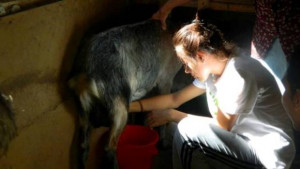 Внуци назаем доиха кози и приготвяха сирене в село Новаковци