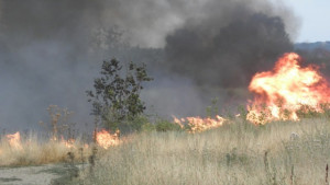 Изгасиха пожара в гората край с Райново