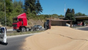 Камион се обърна засипа пътя с жито