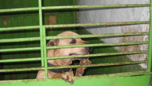 Природозащитници искат да осиновят питбул от кучкарника не им давали