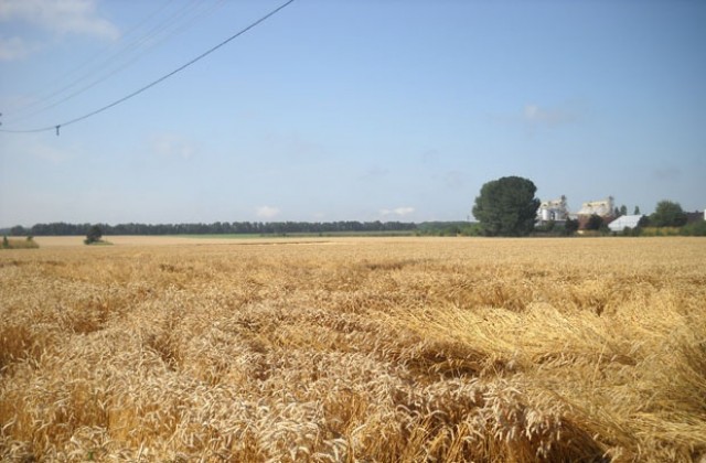 Зърнопроизводители се съмняват в картелно споразумение за цените на зърното
