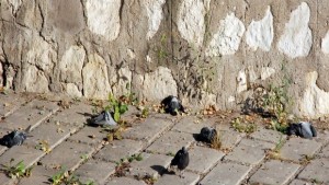 Откриха мъртви гълъби в хасковската река