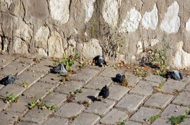 Откриха мъртви гълъби в хасковската река