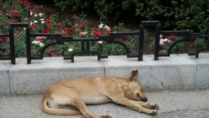 Глобиха собственик на дворно куче оставено без контрол и нахапало