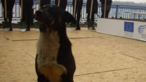 163 бездомни животни прибра Общинският приют през месец август