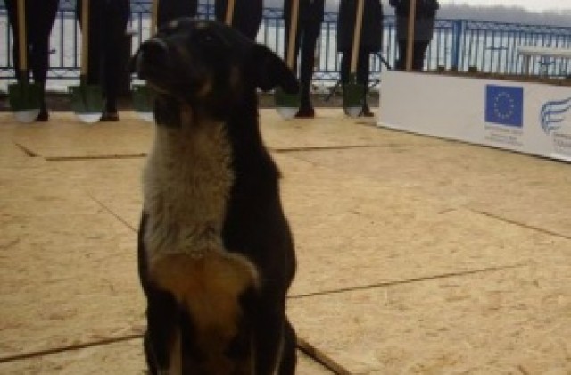 163 бездомни животни прибра Общинският приют през месец август